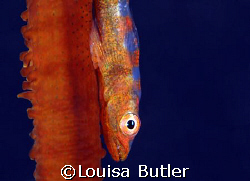 Tiny Whip Coral Goby, Gordon Reef, Tiran, Red Sea.  Photo... by Louisa Butler 
